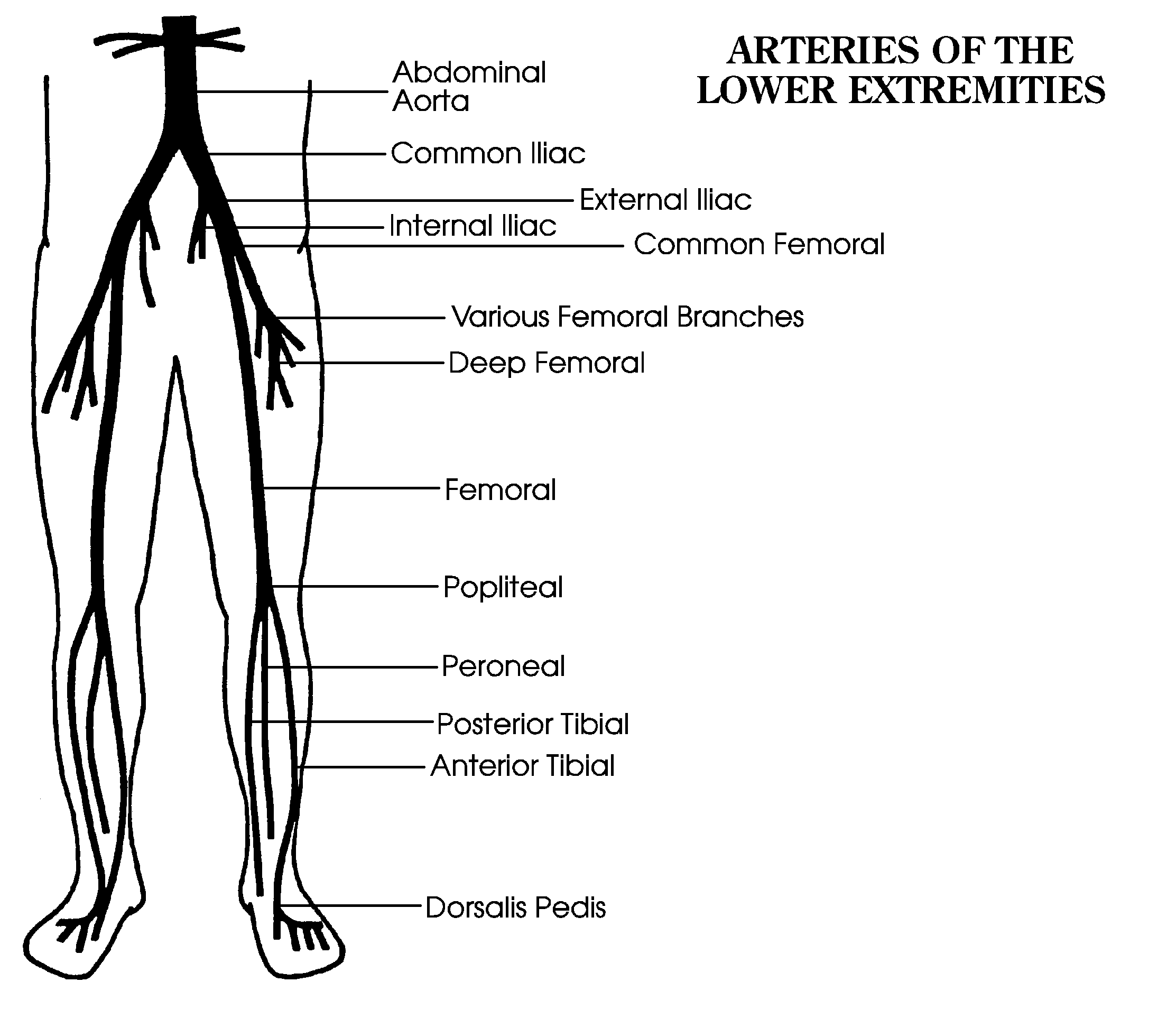 diagram-lower-extremities-diagram-mydiagram-online